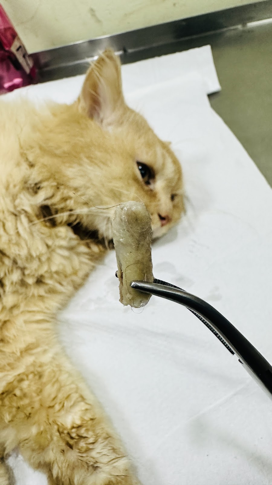 Happy Tails Pet Care(হ্যাপী টেইলস পেট কেয়ার) - Photo 3