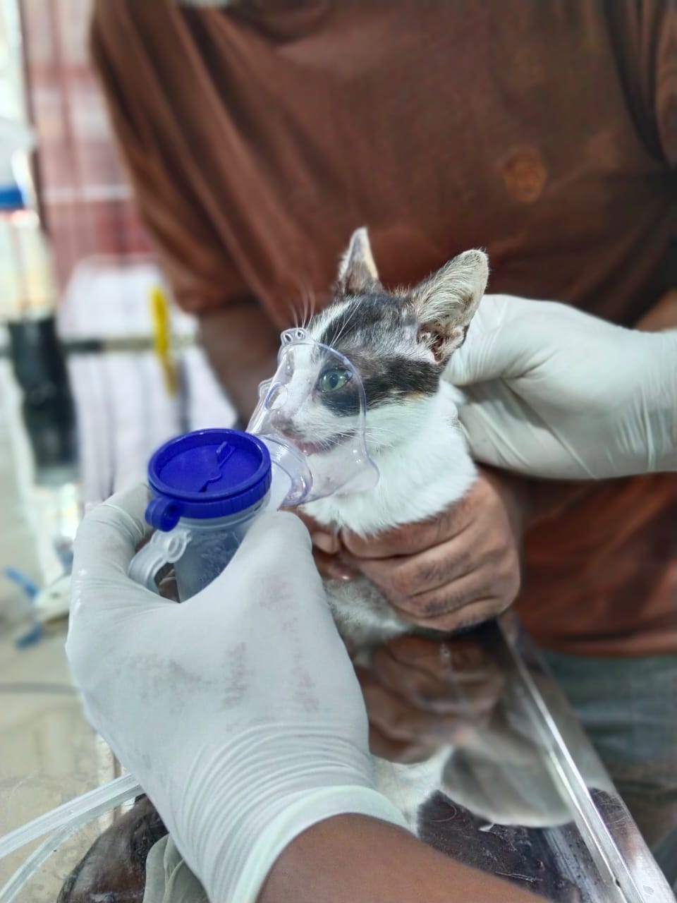 EverCure Veterinary Hospital - Photo 2
